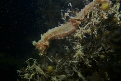 Hippocampus subelongatus