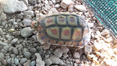 Homopus areolatus