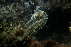 Hippocampus subelongatus