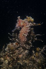 Hippocampus subelongatus