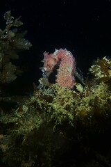 Hippocampus subelongatus