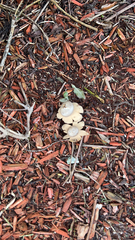 Geastrum
