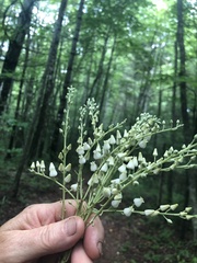 Ericaceae
