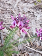 Gompholobium confertum