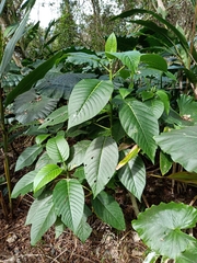 Dendrocnide meyeniana