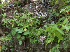 Petiveria alliacea