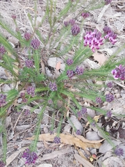 Gompholobium confertum