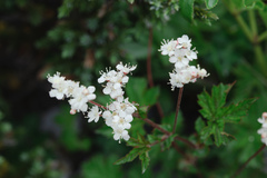 Filipendula kiraishiensis