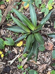 Tradescantia spathacea