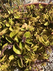 Plectranthus