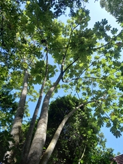 Cecropia schreberiana
