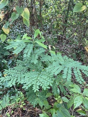 Adenanthera
