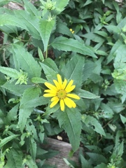 Heliopsis helianthoides