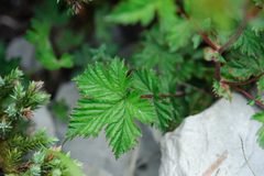 Filipendula kiraishiensis