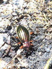 Carabus auronitens