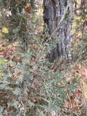 Juniperus virginiana