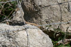 Malpolon monspessulanus