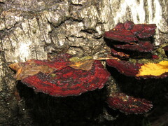 Daedaleopsis tricolor