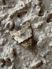 Cobubatha dividua