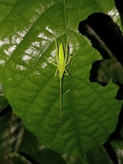 Tympanophyllum maximum