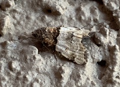 Cobubatha dividua