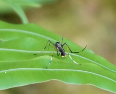 Toxorhynchites splendens