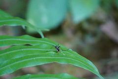 Toxorhynchites splendens