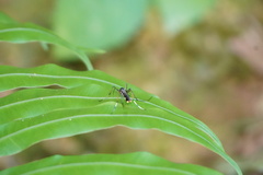 Toxorhynchites splendens