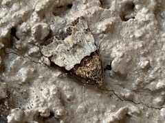 Cobubatha dividua