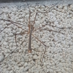 Tipula paludosa