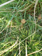 Panaeolus foenisecii