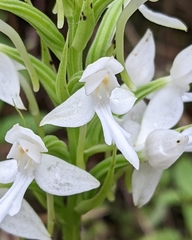 Habenaria