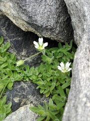 Cerastium pedunculatum