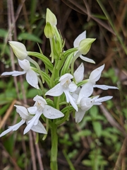 Habenaria