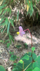 Begonia grandis