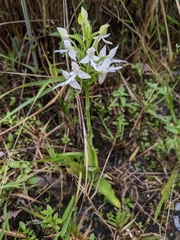 Habenaria