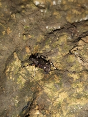 Anthribidae
