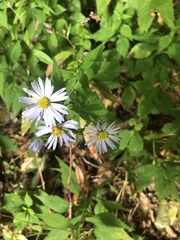 Symphyotrichum prenanthoides