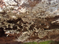 Botryobasidium conspersum