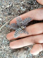 Dalea mollissima