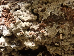 Botryobasidium conspersum