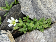 Cerastium pedunculatum