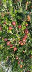 Phylica oleifolia
