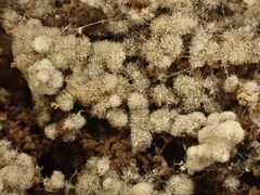 Botryobasidium conspersum