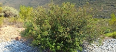 Phylica oleifolia