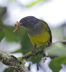 Cnemoscopus rubrirostris