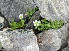 Cerastium pedunculatum