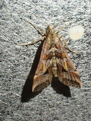 Diasemia