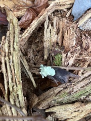 Tremella fuciformis