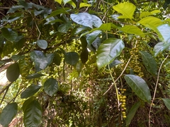 Citharexylum